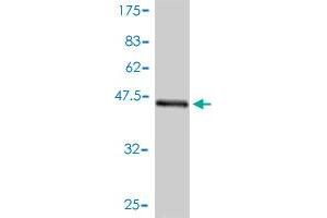 Western Blotting (WB) image for anti-BH3 Interacting Domain Death Agonist (BID) (AA 1-195) antibody (ABIN560060)