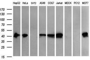 Image no. 2 for anti-THUMP Domain Containing 1 (THUMPD1) antibody (ABIN1501384)