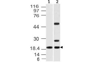 Image no. 1 for anti-Interleukin 37 (IL37) antibody (ABIN5027737) (IL-37 Antikörper)
