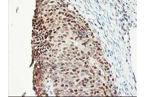 Image no. 11 for anti-NIF3 NGG1 Interacting Factor 3-Like 1 (NIF3L1) antibody (ABIN1496615) (NIF3L1 Antikörper)