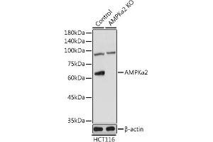 Western blot analysis of extracts from normal (control) and AMPKα2 Rabbit pAb knockout (KO) HCT116 cells, using AMPKα2 Rabbit pAb antibody (ABIN6129904, ABIN6146171, ABIN6146173 and ABIN6223184) at 1:1000 dilution. (PRKAA2 Antikörper  (AA 343-552))