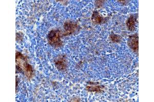 IHC analysis of Rad17 using anti-Rad17 antibody (ABIN7599188).