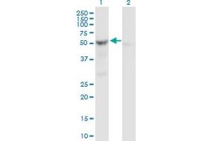 Western Blot analysis of SHMT2 expression in transfected 293T cell line by SHMT2 MaxPab polyclonal antibody. (SHMT2 Antikörper  (AA 1-504))