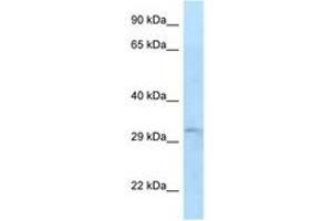 Image no. 1 for anti-TIP41-like protein (TIPRL) (AA 57-106) antibody (ABIN6747644)