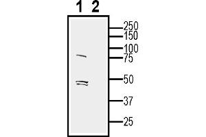 anti-Opsin 3 (OPN3) (AA 180-194), (Extracellular) antibody