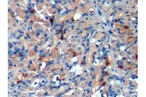 Detection of CHGA in Porcine Stomach Tissue using Polyclonal Antibody to Chromogranin A (CHGA) (Chromogranin A Antikörper  (AA 17-446))