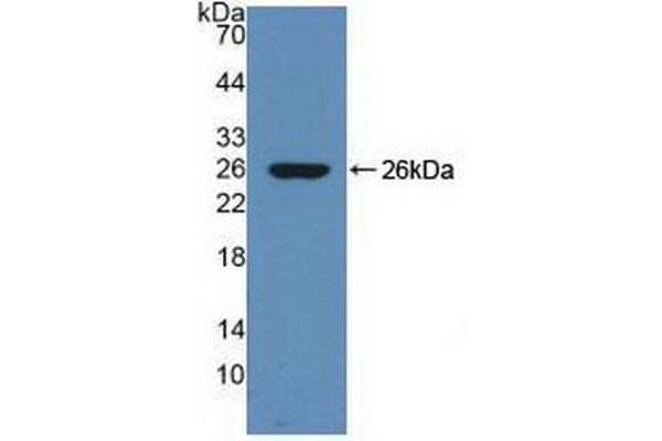 SERPINA10 antibody  (AA 278-425)