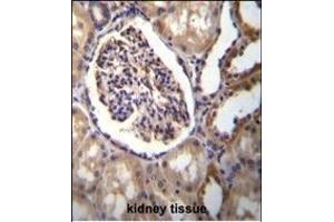 AKR1C3 Antibody (Center) (ABIN655603 and ABIN2845087) immunohistochemistry analysis in formalin fixed and paraffin embedded human kidney tissue followed by peroxidase conjugation of the secondary antibody and DAB staining. (AKR1C3 Antikörper  (AA 107-135))