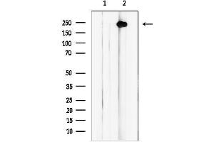 anti-Myosin XVIIIA (MYO18A) (Internal Region) antibody