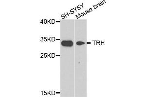 Western blot analysis of extract of SH-SY5Y and mouse brain cells, using TRH antibody. (TRH Antikörper)