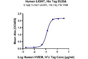Immobilized Human LIGHT, His Tag at 1 μg/mL (100 μL/Well) on the plate. (TNFSF14 Protein (AA 74-240) (His tag))