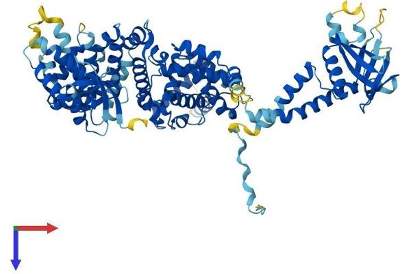 ELMO1 Protein (AA 1-727) (His tag)