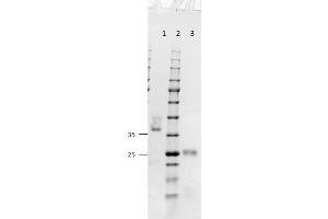 SDS-PAGE results of Goat Fab Anti-Mouse IgG (H&L) Antibody. (Ziege anti-Maus IgG (Heavy & Light Chain) Antikörper - Preadsorbed)