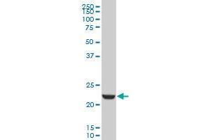 EFHD1 monoclonal antibody (M09), clone 1A8 Western Blot analysis of EFHD1 expression in K-562 . (EFHD1 Antikörper  (AA 168-238))