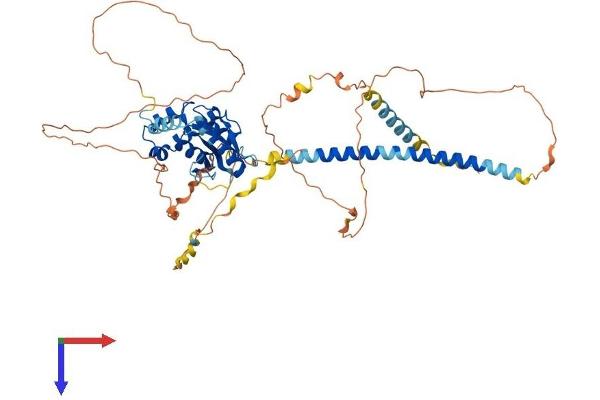OTUD5 Protein (AA 1-571) (His tag)