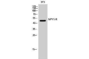 Western Blotting (WB) image for anti-Neuropeptide Y Receptor Y1 (NPY1R) (Internal Region) antibody (ABIN3185950) (NPY1R Antikörper  (Internal Region))