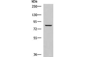 TGM3 anticorps