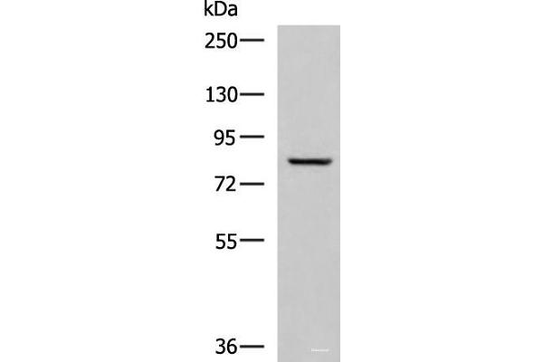 TGM3 anticorps