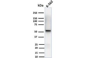 Western Blot Analysis of human K-562 cell lysates using Spastin Mouse Monoclonal Antibody (Sp 6C6). (Spastin Antikörper)
