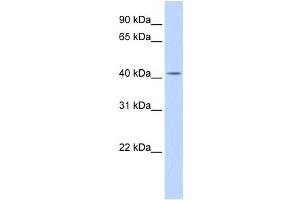 Western Blotting (WB) image for anti-Dehydrodolichyl Diphosphate Synthase (DHDDS) antibody (ABIN2459245)