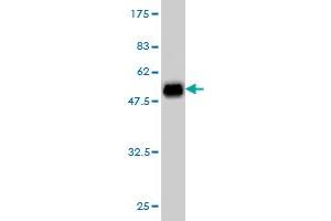 Western Blotting (WB) image for anti-Kv Channel Interacting Protein 3, Calsenilin (KCNIP3) (AA 1-256) antibody (ABIN565468)