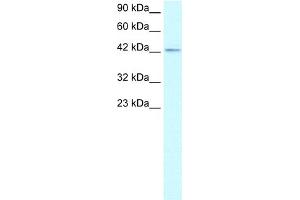 WB Suggested Anti-ZNF207 Antibody Titration:  1. (ZNF207 Antikörper  (Middle Region))