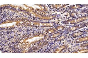 Detection of NEU in Porcine Small intestine Tissue using Polyclonal Antibody to Neuraminidase (NEU)