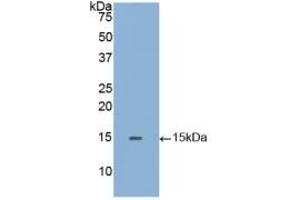 Detection of Recombinant GLa, Human using Polyclonal Antibody to Galactosidase Alpha (GLa) (GLA Antikörper  (AA 1-80))