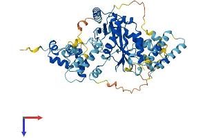 JRKL Protein (AA 1-524) (His tag)