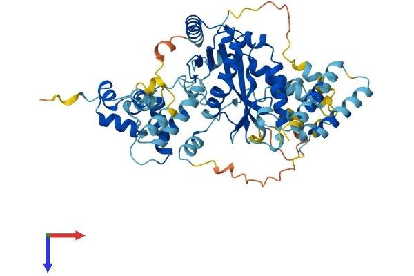 JRKL Protein (AA 1-524) (His tag)