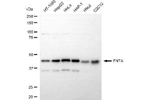 Western blotting analysis using FNTA antibody (ABIN7798574).