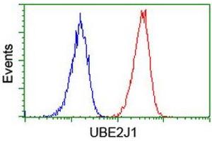 Image no. 2 for anti-Ubiquitin-Conjugating Enzyme E2, J1, U (UBE2J1) antibody (ABIN1501639) (UBE2J1 Antikörper)