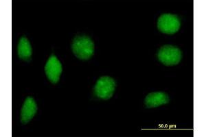 Immunofluorescence of purified MaxPab antibody to NAP1L2 on HeLa cell. (NAP1L2 Antikörper  (AA 1-460))