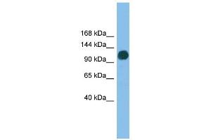 USP36 antibody used at 1 ug/ml to detect target protein.