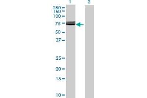 Western Blot analysis of SLC39A5 expression in transfected 293T cell line by SLC39A5 MaxPab polyclonal antibody.