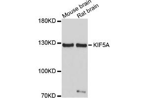 Western blot analysis of extracts of various cell lines, using KIF5A antibody. (KIF5A Antikörper)