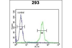 GL8D2 Antibody (N-term) (ABIN650918 and ABIN2839994) flow cytometric analysis of 293 cells (right histogram) compared to a negative control cell (left histogram).
