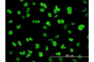 Immunofluorescence (IF) image for anti-Nuclear Factor I/C (CCAAT-Binding Transcription Factor) (NFIC) (AA 1-428) antibody (ABIN561976)