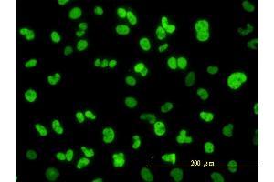 Immunofluorescence of monoclonal antibody to NFIC on HeLa cell. (NFIC Antikörper  (AA 1-428))