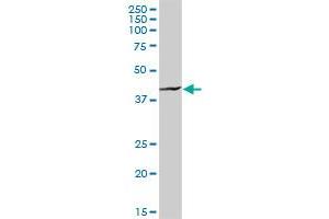 HOMER1 MaxPab rabbit polyclonal antibody. (HOMER1 Antikörper  (AA 1-354))
