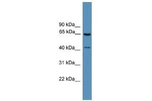 Western Blot showing GRK1 antibody used at a concentration of 1. (GRK1 Antikörper  (Middle Region))
