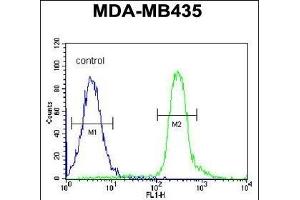 Flow Cytometry (FACS) image for anti-Vacuolar Protein Sorting 52 Homolog (VPS52) (AA 610-637), (C-Term) antibody (ABIN654879)