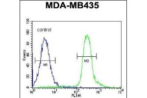 VPS52 Antibody (C-term) (ABIN654879 and ABIN2844533) flow cytometric analysis of MDA-M cells (right histogram) compared to a negative control cell (left histogram). (VPS52 Antikörper  (C-Term))