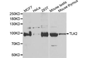 Western blot analysis of extracts of various cell lines, using TLK2 antibody (ABIN5974098) at 1/1000 dilution.