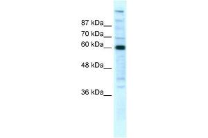 POLR2B antibody (20R-1076) used at 5 ug/ml to detect target protein. (POLR2B Antikörper  (N-Term))