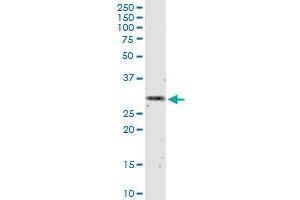 IFNA2 monoclonal antibody (M07), clone 1C8. (IFNA2 Antikörper  (AA 24-188))