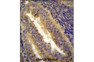 JUN Antibody immunohistochemistry analysis in formalin fixed and paraffin embedded human uterus tissue followed by peroxidase conjugation of the secondary antibody and DAB staining. (C-JUN Antikörper  (C-Term))