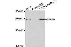 Immunoprecipitation analysis of 150ug extracts of MCF7 cells using 3ug RAD50 antibody. (RAD50 Antikörper  (AA 1-100))