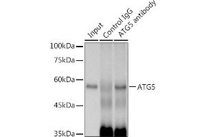Immunoprecipitation (IP) image for anti-ATG5 Autophagy Related 5 (ATG5) antibody (ABIN7265710)