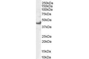 ABIN2562467 (0. (ERK1 Antikörper  (N-Term))